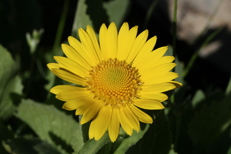 Doronicum grandiflorum / Doronico dei macereti